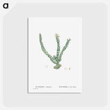 アートポストカード-Euphorbia Tridentata (Spurge) - ピエール ジョゼフ ルドゥーテ Postcard.