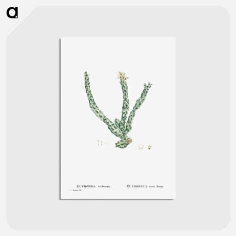 アートポストカード-Euphorbia Tridentata (Spurge) - ピエール ジョゼフ ルドゥーテ Postcard.