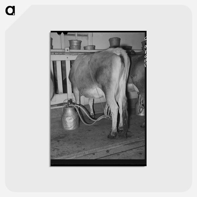 アートポストカード-Vacuum Milking
 - ラッセル リー Postcard.