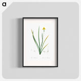 Iris martinicensis - Pierre Joseph Redouté Poster.