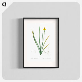 アートポスター-Iris martinicensis - ピエール ジョゼフ ルドゥーテ Poster.
