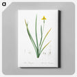 アートパネル-Iris martinicensis - ピエール ジョゼフ ルドゥーテ Canvas.