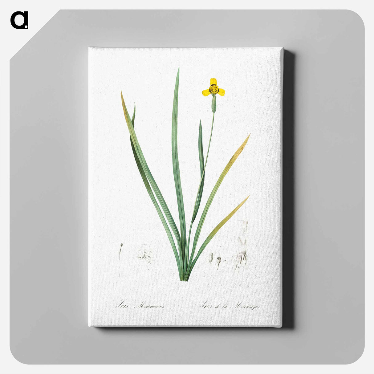 アートパネル-Iris martinicensis - ピエール ジョゼフ ルドゥーテ Canvas.