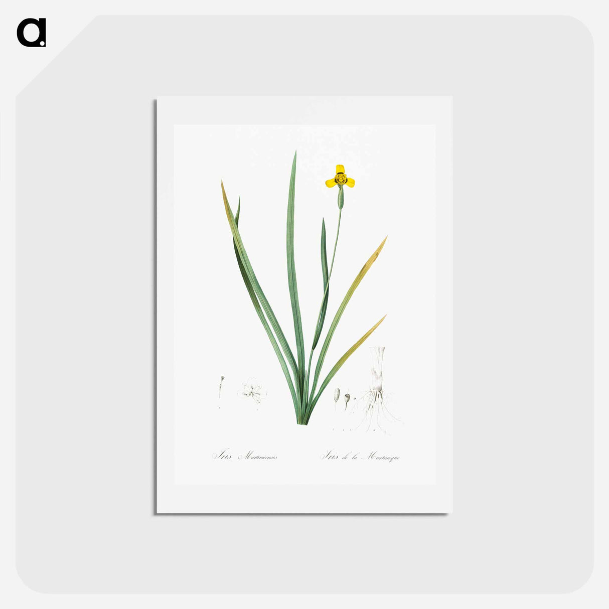 アートポストカード-Iris martinicensis - ピエール ジョゼフ ルドゥーテ Postcard.