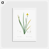 アートポストカード-Iris martinicensis - ピエール ジョゼフ ルドゥーテ Postcard.