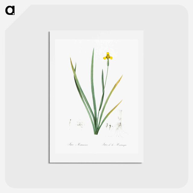 アートポストカード-Iris martinicensis - ピエール ジョゼフ ルドゥーテ Postcard.