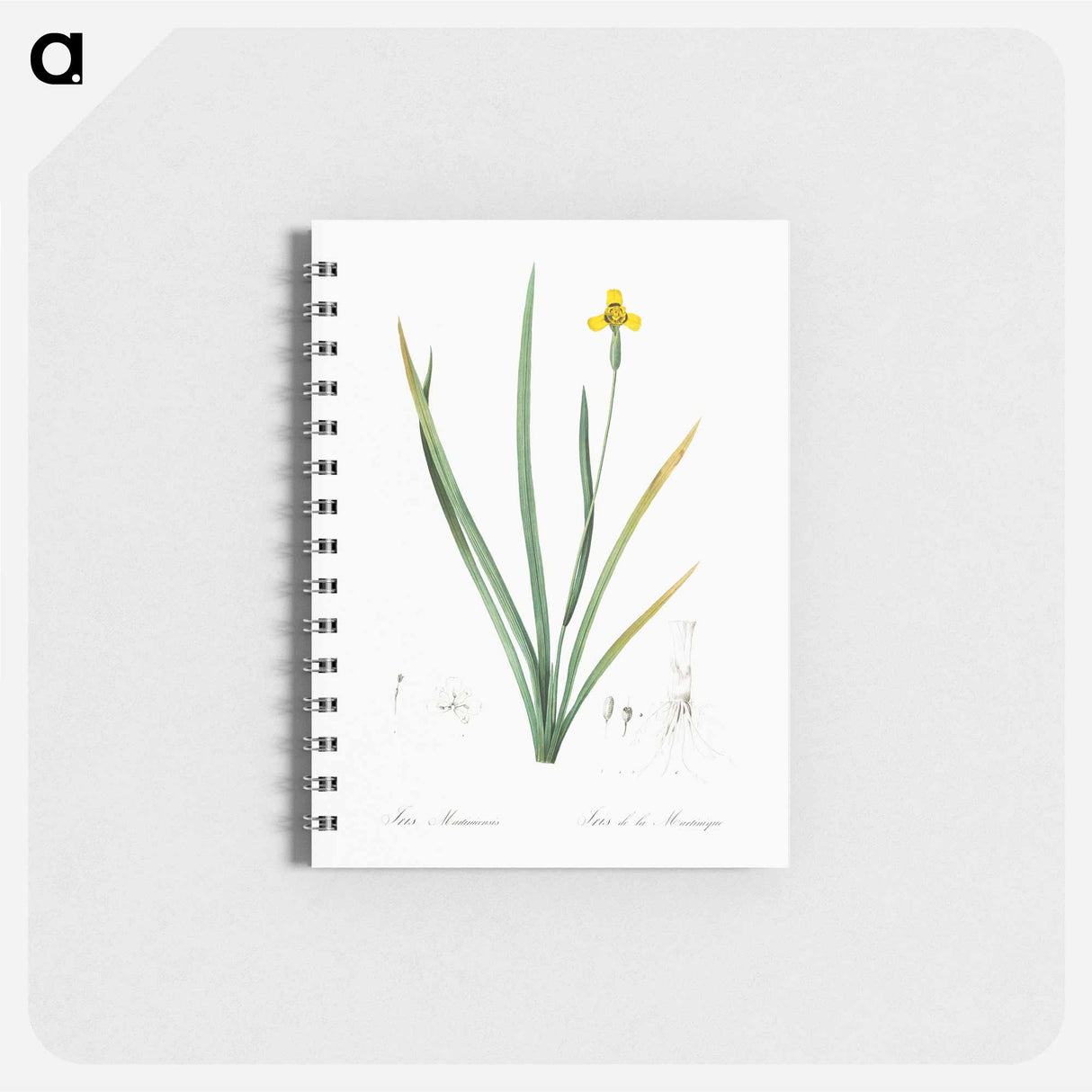 Iris martinicensis - ピエール ジョゼフ ルドゥーテ Memo.