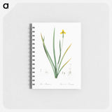 Iris martinicensis - ピエール ジョゼフ ルドゥーテ Memo.