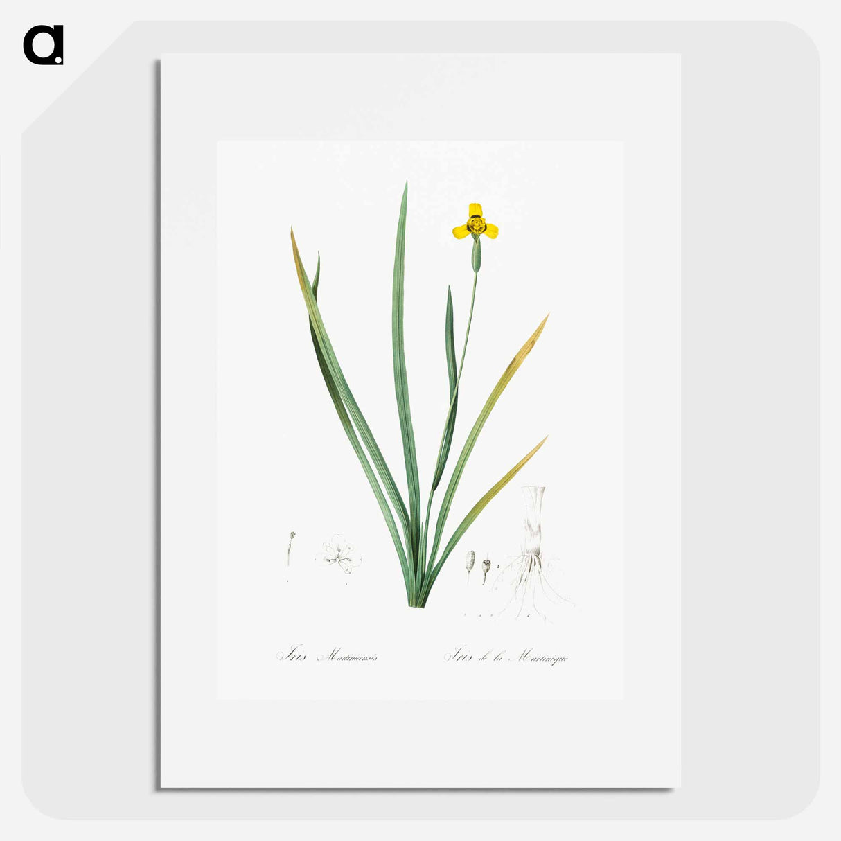 Iris martinicensis - ピエール ジョゼフ ルドゥーテ Poster.