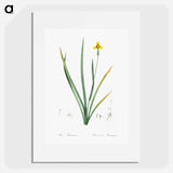 Iris martinicensis - ピエール ジョゼフ ルドゥーテ Poster.