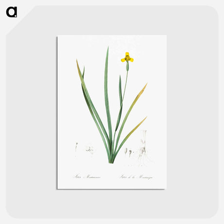 アートポストカード-Iris martinicensis - ピエール ジョゼフ ルドゥーテ Postcard.