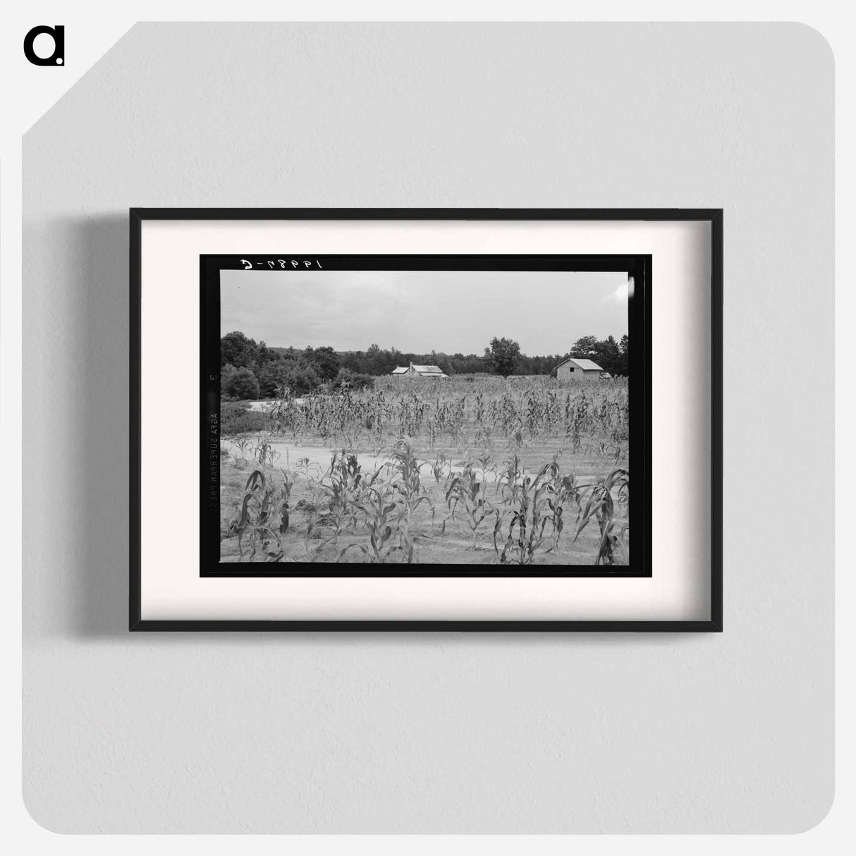 Landscape Showing Farmhouse, Outbuildings, and Cornfield - Dorothea Lange Poster.