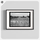 Landscape Showing Farmhouse, Outbuildings, and Cornfield - Dorothea Lange Poster.