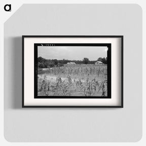 アートポスター-Landscape Showing Farmhouse, Outbuildings, and Cornfield - ドロテア ラング Poster.