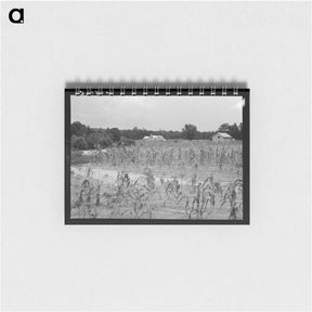 アートメモ帳-Landscape Showing Farmhouse, Outbuildings, and Cornfield - ドロテア ラング Memo.