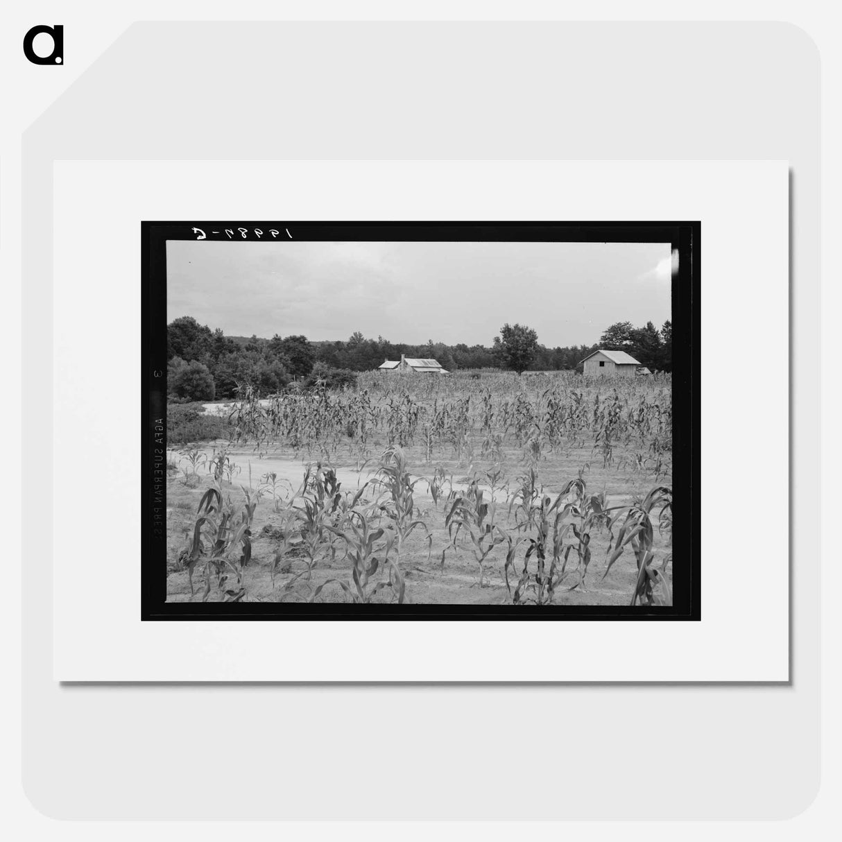 Landscape Showing Farmhouse, Outbuildings, and Cornfield - Dorothea Lange Poster.