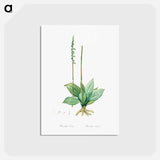 アートポストカード-Neottia elata illustration from Les liliacées - ピエール ジョゼフ ルドゥーテ Postcard.