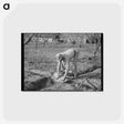 アートポストカード-Banking Irrigation Ditches
 - ラッセル リー Postcard.