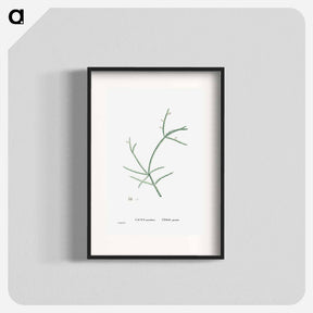 アートポスター-Cactus Parasiticus (Pencil Cactus) - ピエール ジョゼフ ルドゥーテ Poster.