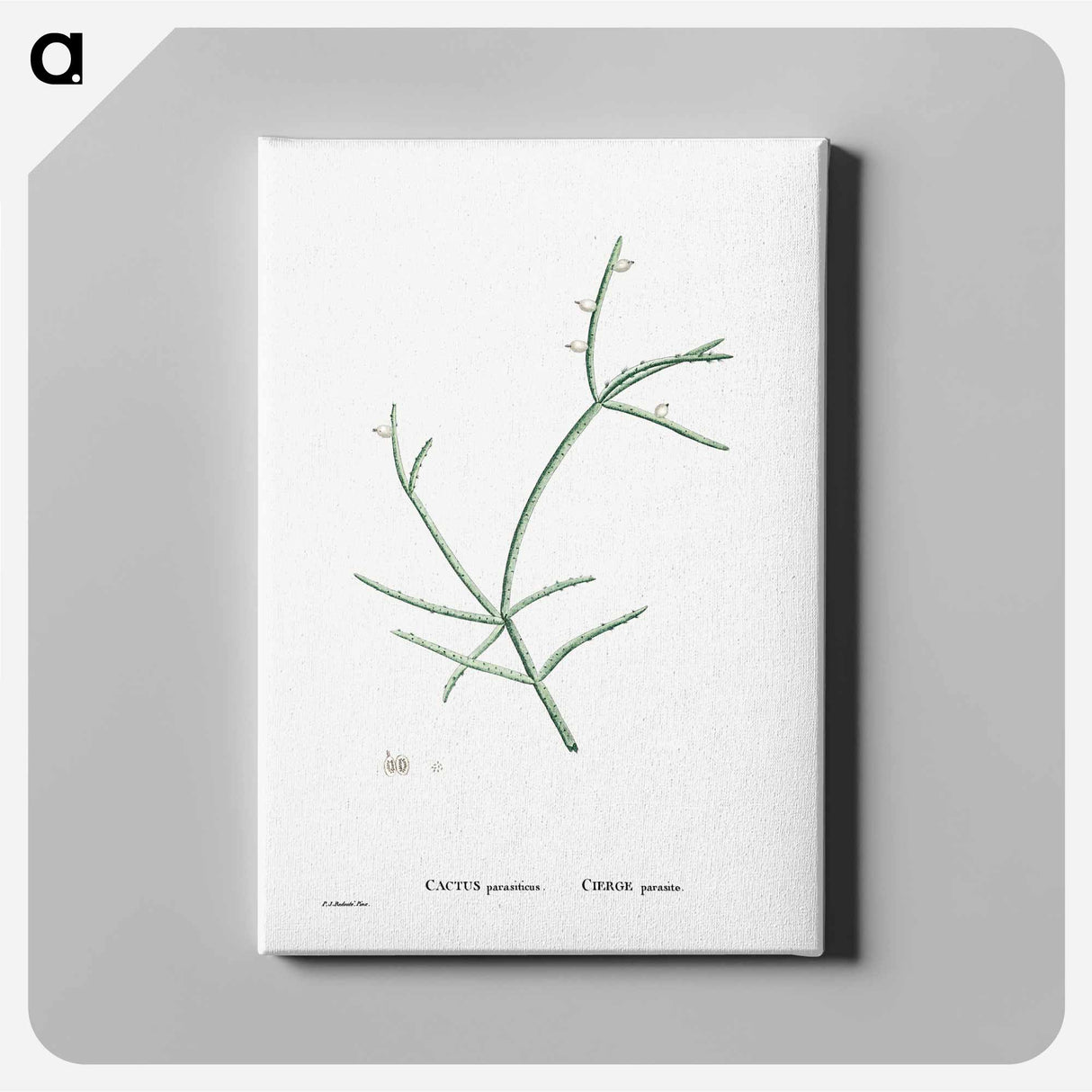 アートパネル-Cactus Parasiticus (Pencil Cactus) - ピエール ジョゼフ ルドゥーテ Canvas.