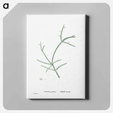 アートパネル-Cactus Parasiticus (Pencil Cactus) - ピエール ジョゼフ ルドゥーテ Canvas.