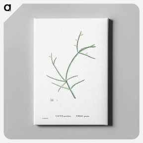 アートパネル-Cactus Parasiticus (Pencil Cactus) - ピエール ジョゼフ ルドゥーテ Canvas.