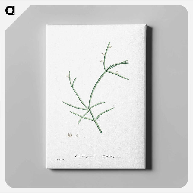 アートパネル-Cactus Parasiticus (Pencil Cactus) - ピエール ジョゼフ ルドゥーテ Canvas.