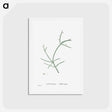 アートポストカード-Cactus Parasiticus (Pencil Cactus) - ピエール ジョゼフ ルドゥーテ Postcard.