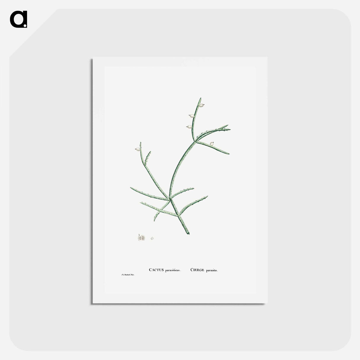 アートポストカード-Cactus Parasiticus (Pencil Cactus) - ピエール ジョゼフ ルドゥーテ Postcard.