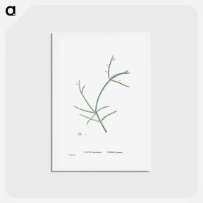 アートポストカード-Cactus Parasiticus (Pencil Cactus) - ピエール ジョゼフ ルドゥーテ Postcard.