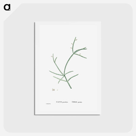 アートポストカード-Cactus Parasiticus (Pencil Cactus) - ピエール ジョゼフ ルドゥーテ Postcard.