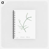 Cactus Parasiticus (Pencil Cactus) - ピエール ジョゼフ ルドゥーテ Memo.