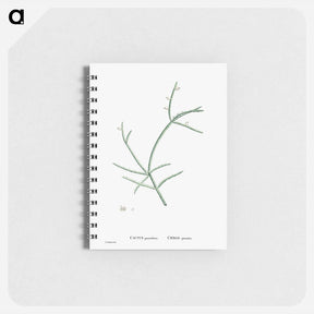 アートメモ帳-Cactus Parasiticus (Pencil Cactus) - ピエール ジョゼフ ルドゥーテ Memo.