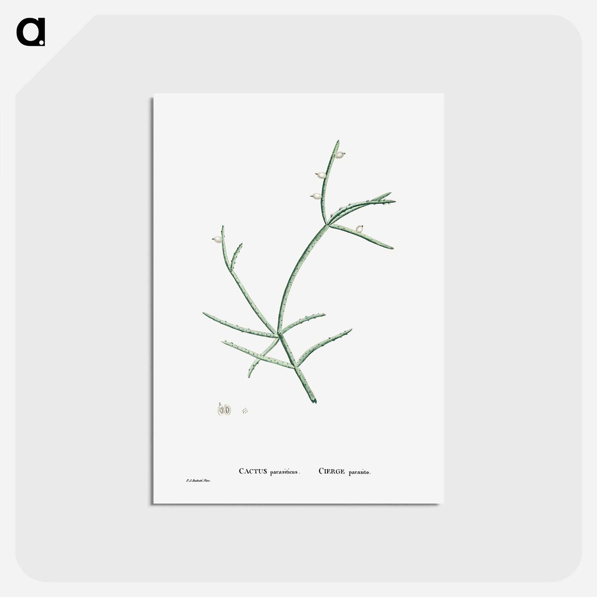アートポストカード-Cactus Parasiticus (Pencil Cactus) - ピエール ジョゼフ ルドゥーテ Postcard.