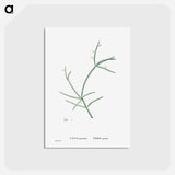 アートポストカード-Cactus Parasiticus (Pencil Cactus) - ピエール ジョゼフ ルドゥーテ Postcard.