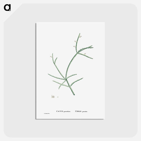 アートポストカード-Cactus Parasiticus (Pencil Cactus) - ピエール ジョゼフ ルドゥーテ Postcard.