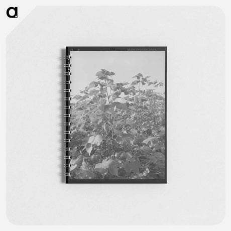 アートメモ帳-Cane Juice Extraction
 - ラッセル リー Memo.