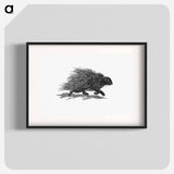 アートポスター-Hedgehog from Portuguese Expedition to Muatianvua Ethnographia and Traditional History of the People of Lunda
 - 大英図書館 Poster.