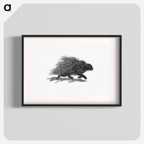 アートポスター-Hedgehog from Portuguese Expedition to Muatianvua Ethnographia and Traditional History of the People of Lunda
 - 大英図書館 Poster.