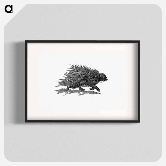 アートポスター-Hedgehog from Portuguese Expedition to Muatianvua Ethnographia and Traditional History of the People of Lunda
 - 大英図書館 Poster.