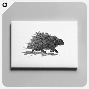 アートパネル-Hedgehog from Portuguese Expedition to Muatianvua Ethnographia and Traditional History of the People of Lunda
 - 大英図書館 Canvas.
