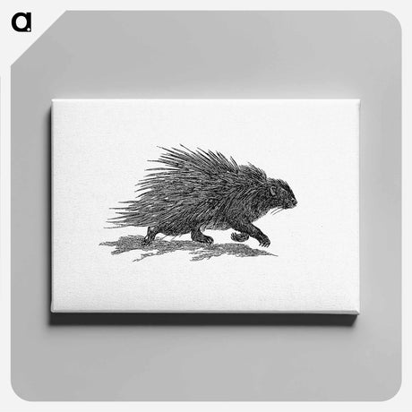 アートパネル-Hedgehog from Portuguese Expedition to Muatianvua Ethnographia and Traditional History of the People of Lunda
 - 大英図書館 Canvas.