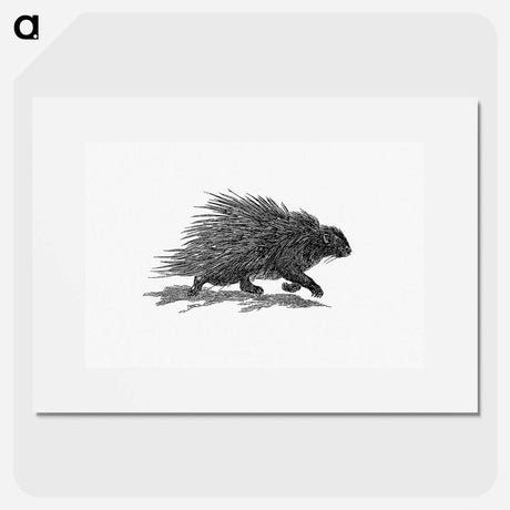 アートポスター-Hedgehog from Portuguese Expedition to Muatianvua Ethnographia and Traditional History of the People of Lunda
 - 大英図書館 Poster.