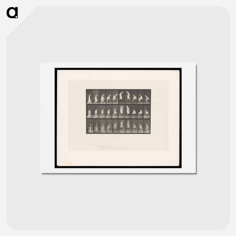 アートポストカード-Woman on Table
 - エドワード マイブリッジ Postcard.