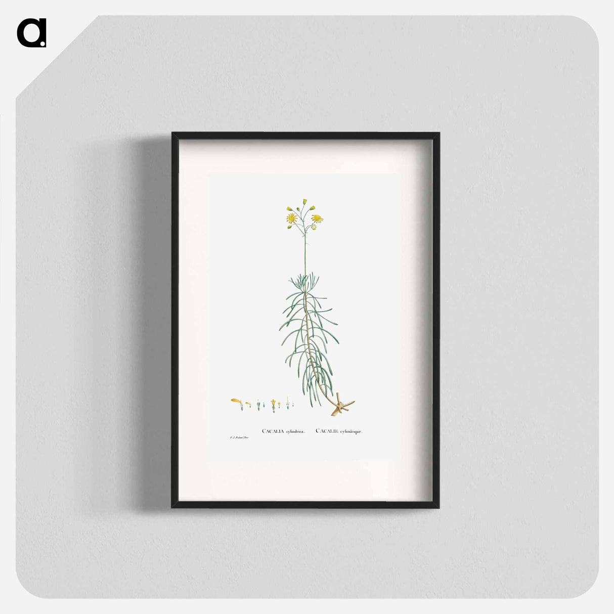 Cacalia Cylindrica - Pierre Joseph Redouté Poster.