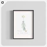 Cacalia Cylindrica - Pierre Joseph Redouté Poster.