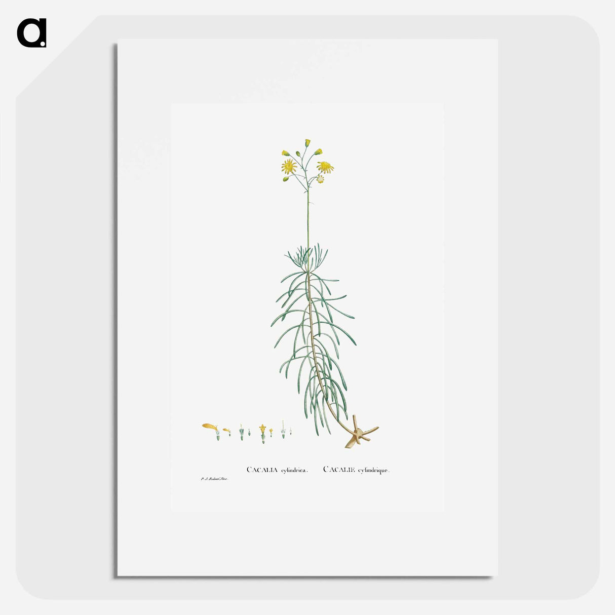 Cacalia Cylindrica - Pierre Joseph Redouté Poster.