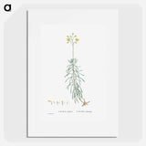 Cacalia Cylindrica - Pierre Joseph Redouté Poster.