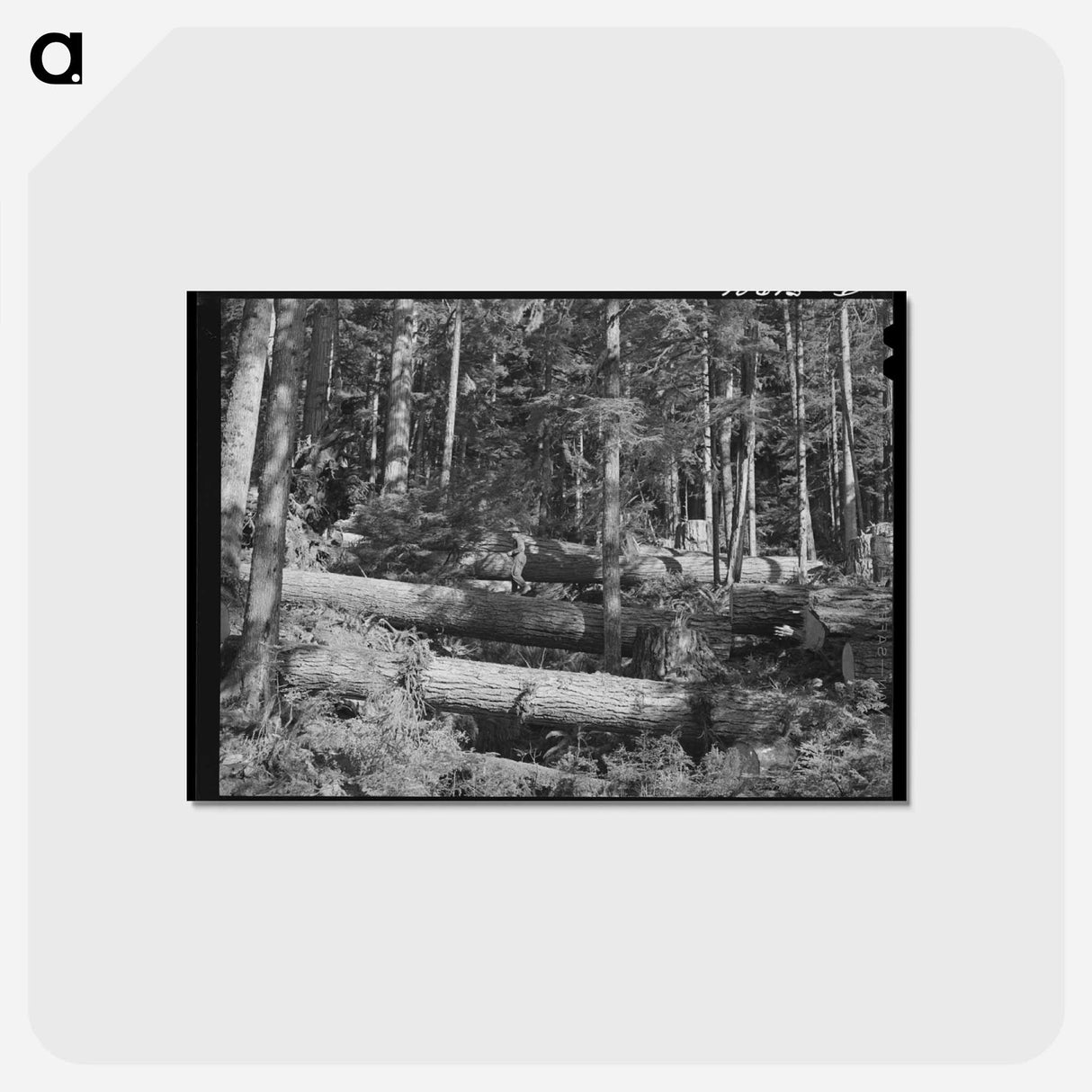 アートポストカード-Cowlitz County Logging
 - ラッセル リー Postcard.