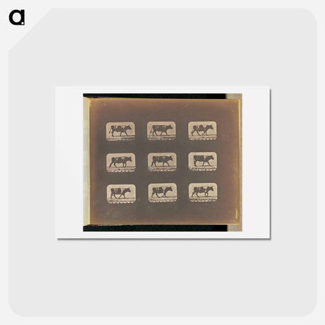 アートポストカード-Walking
 - エドワード マイブリッジ Postcard.